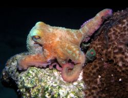"Posing for the Paparazzi" I took this on a night dive ri... by Christa Loustalot 